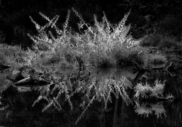 Willow Reflection 5897 bw.jpg - Copyright 2010 DonJacobson